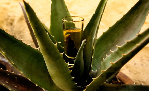 Beneficios-del-Tequila-para-la-salud-1